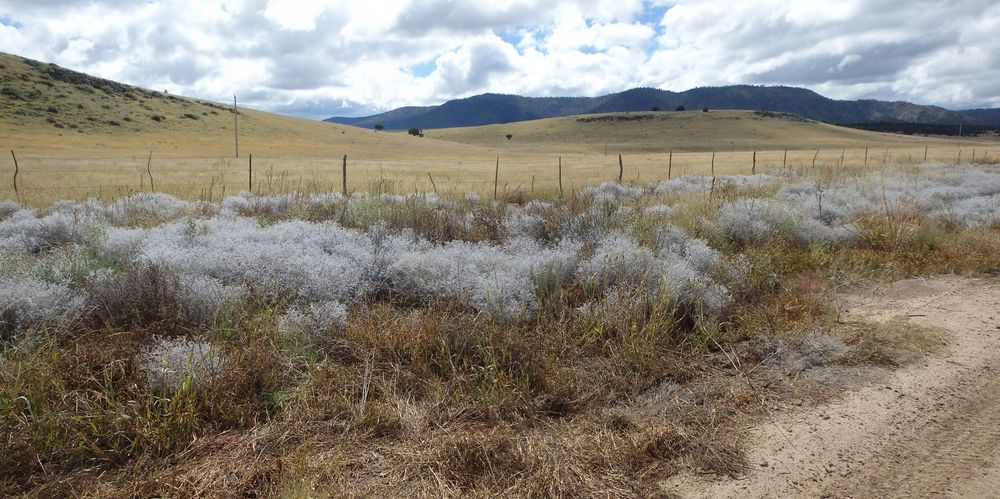 GDMBR: A Silvery Grass stands out.